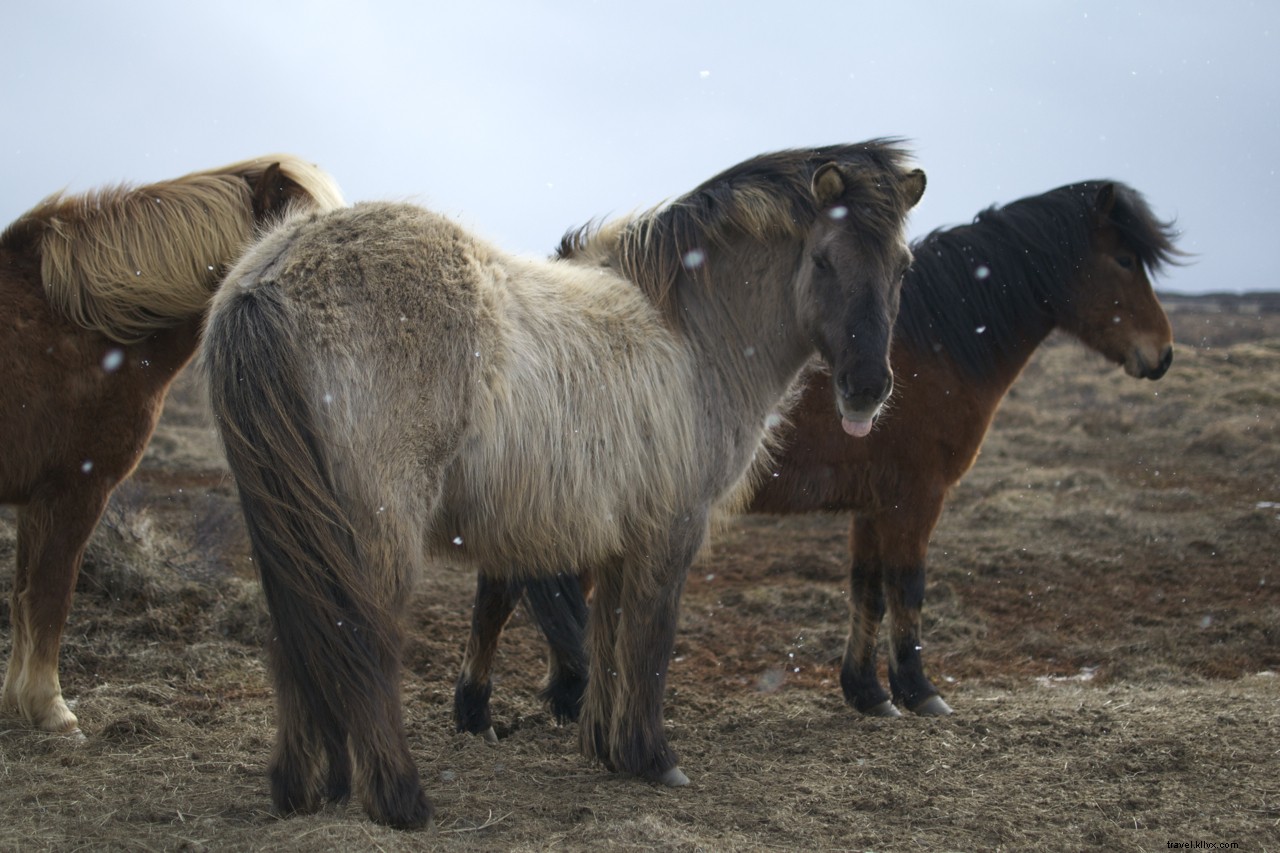 Cómo evitar electrocutarse y otros 9 consejos para un viaje por carretera en Islandia 